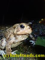 /home//u458753944/public_html/sourcegallery//McKaig Nature Center/2020-09-27/P9270751.JPG